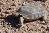 Turtle in Calico